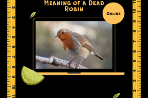 The Spiritual Meaning of a Dead Robin