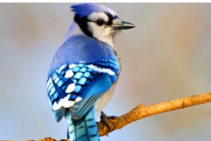 Blue Jay spiritual meaning