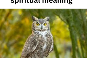 Seeing an owl at night spiritual meaning