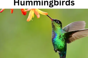 Spiritual Meaning of Hummingbirds