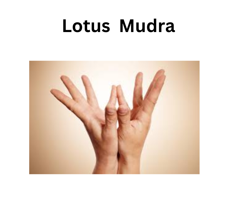 Lotus Mudra